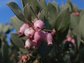 Hoary Manzanita (Arctostaphylos canescens)