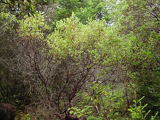 Hairy Manzanita (Arctostaphylos columbiana)