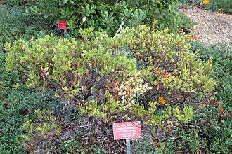 Vine Hill Manzanita (Arctostaphylos densiflora)
