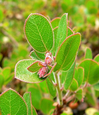 Little Sur Manzanita (Arctostaphylos edmundsii)