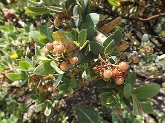 Hooker's Manzanita (Arctostaphylos hookeri)
