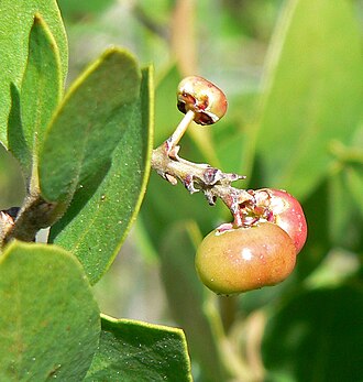 Common Manzanita (Arctostaphylos manzanita)