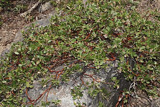 Pinemat Manzanita (Arctostaphylos nevadensis)