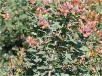 Pajaro Manzanita (Arctostaphylos pajaroensis)