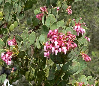 Pringle Manzanita (Arctostaphylos pringlei)