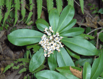 Marlberry (Ardisia escallonioides)