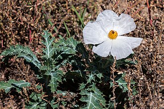 Crested Prickly Poppy (Argemone polyanthemos)