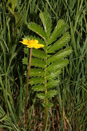 Silverweed (Argentina anserina)