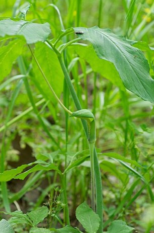 Green Dragon (Arisaema dracontium)