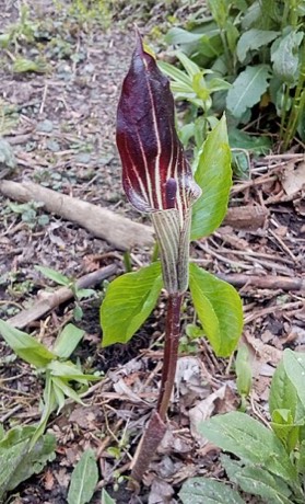 Jack-in-the-pulpit (Arisaema triphyllum)