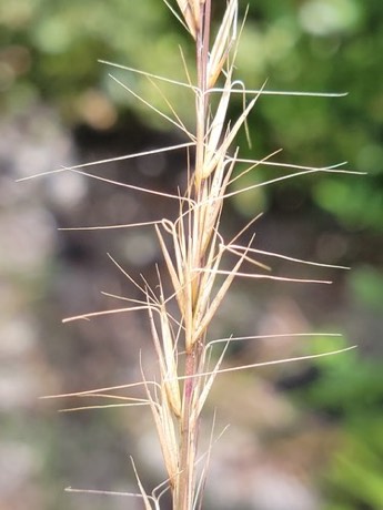 Southern Wiregrass (Aristida beyrichiana)