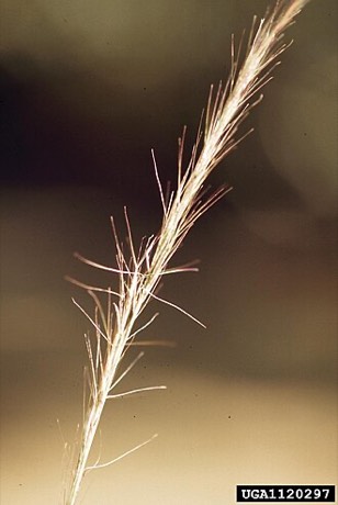 Arrowfeather Threeawn (Aristida purpurascens)