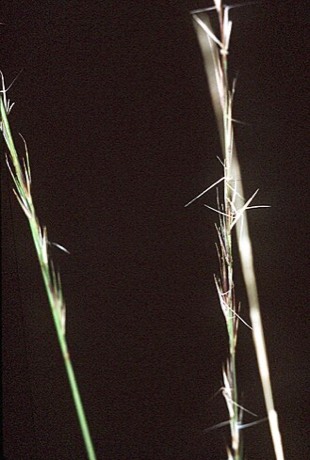Carolina Wiregrass (Aristida stricta)