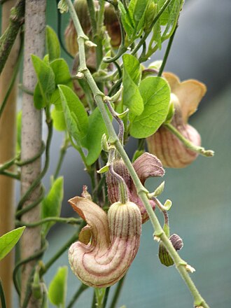 California Pipevine (Aristolochia californica)