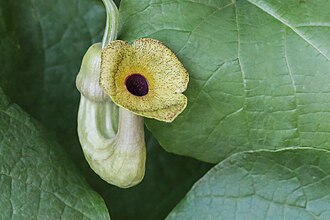 Dutchman's Pipe (Aristolochia macrophylla)