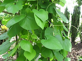 Woolly Pipevine (Aristolochia tomentosa)