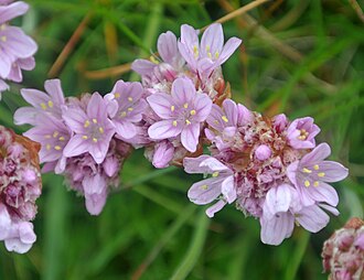 Sea Thrift (Armeria maritima)