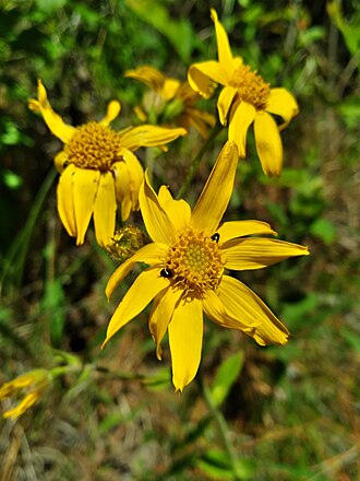 Leopardbane (Arnica acaulis)