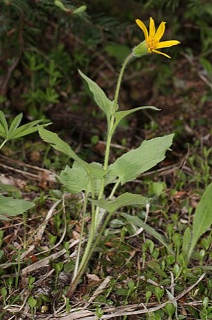 Heartleaf Arnica (Arnica cordifolia)