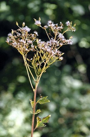 Pale Indian Plantain (Arnoglossum atriplicifolium)