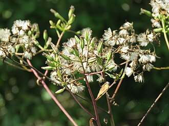 Ovateleaf Indian Plantain (Arnoglossum ovatum)