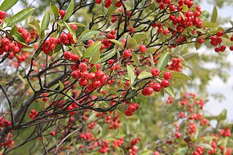 Red Chokeberry (Aronia arbutifolia)