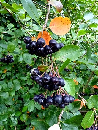 Black Chokeberry (Aronia melanocarpa)