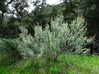 California Sagebrush (Artemisia californica)