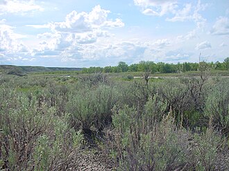 Silver Sagebrush (Artemisia cana)