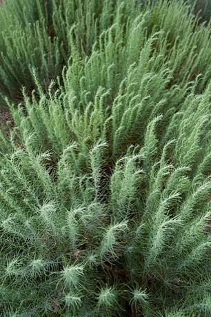 Sand Sagebrush (Artemisia filifolia)