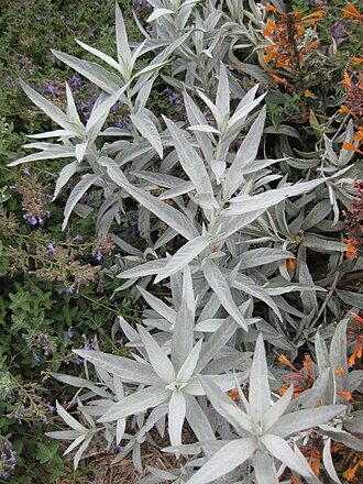 White Sagebrush (Artemisia ludoviciana)