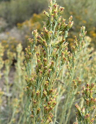 Black Sagebrush (Artemisia nova)