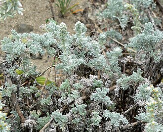 Sandhill Sage (Artemisia pycnocephala)