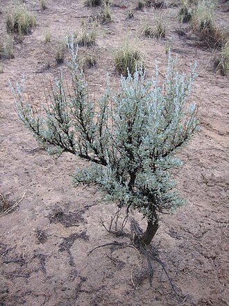 Big Sagebrush (Artemisia tridentata)