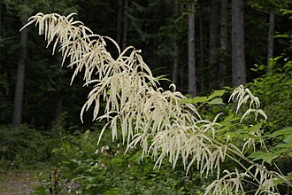 Goat's Beard (Aruncus dioicus)