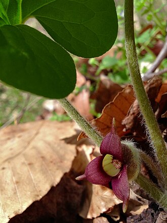 Canada Wild Ginger (Asarum canadense)