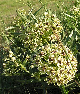 Antelope Horns (Asclepias asperula)