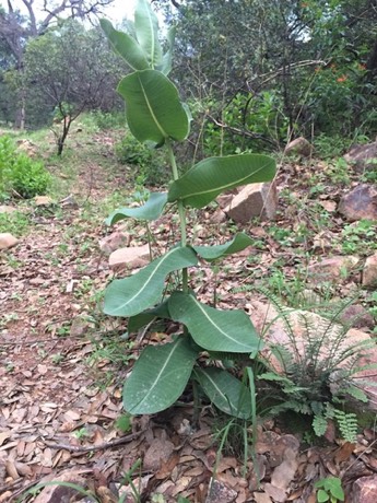 Tall Milkweed (Asclepias elata)