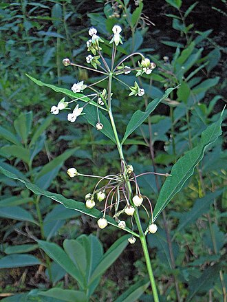 Poke Milkweed (Asclepias exaltata)