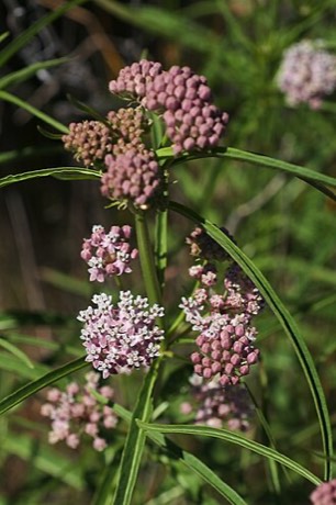 Narrowleaf Milkweed (Asclepias fascicularis)