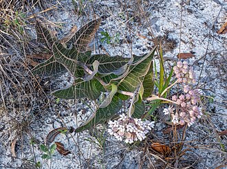 Sandhill Milkweed (Asclepias humistrata)