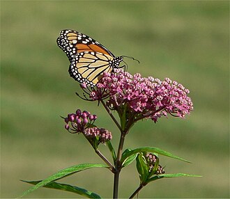 Swamp Milkweed (Asclepias incarnata)