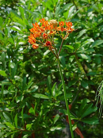 Fewflower Milkweed (Asclepias lanceolata)