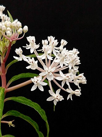Aquatic Milkweed (Asclepias perennis)