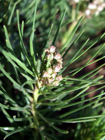 Plains Milkweed (Asclepias pumila)