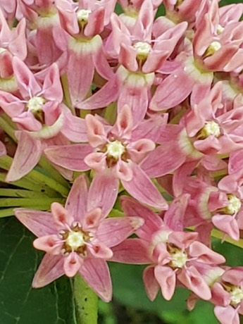 Purple Milkweed (Asclepias purpurascens)