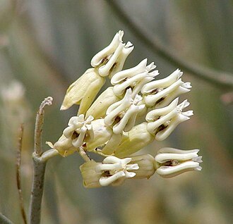 Rush Milkweed (Asclepias subulata)