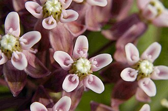 Sullivan's Milkweed (Asclepias sullivantii)