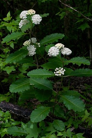 Redring Milkweed (Asclepias variegata)