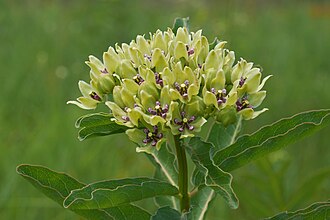 Green Antelopehorn (Asclepias viridis)